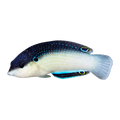 New Guinea Wrasse Juv | Anampses neoguinaicus