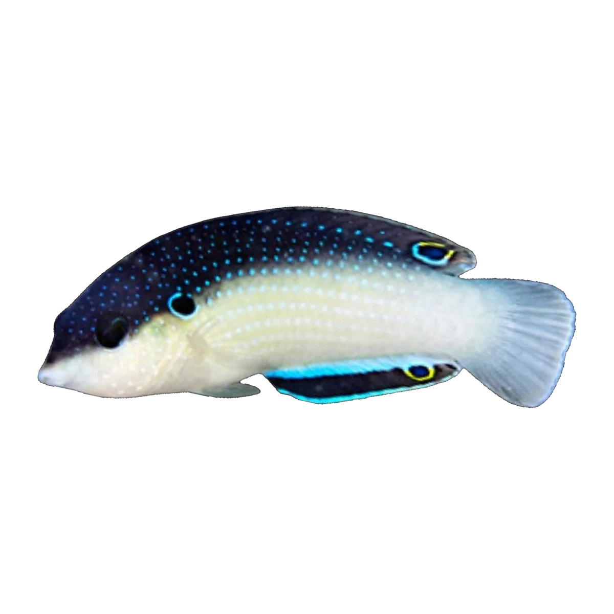 New Guinea Wrasse Juv | Anampses neoguinaicus