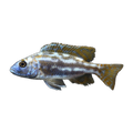 Fusco (Nimbochromis fuscotaeniatus), side profile facing right