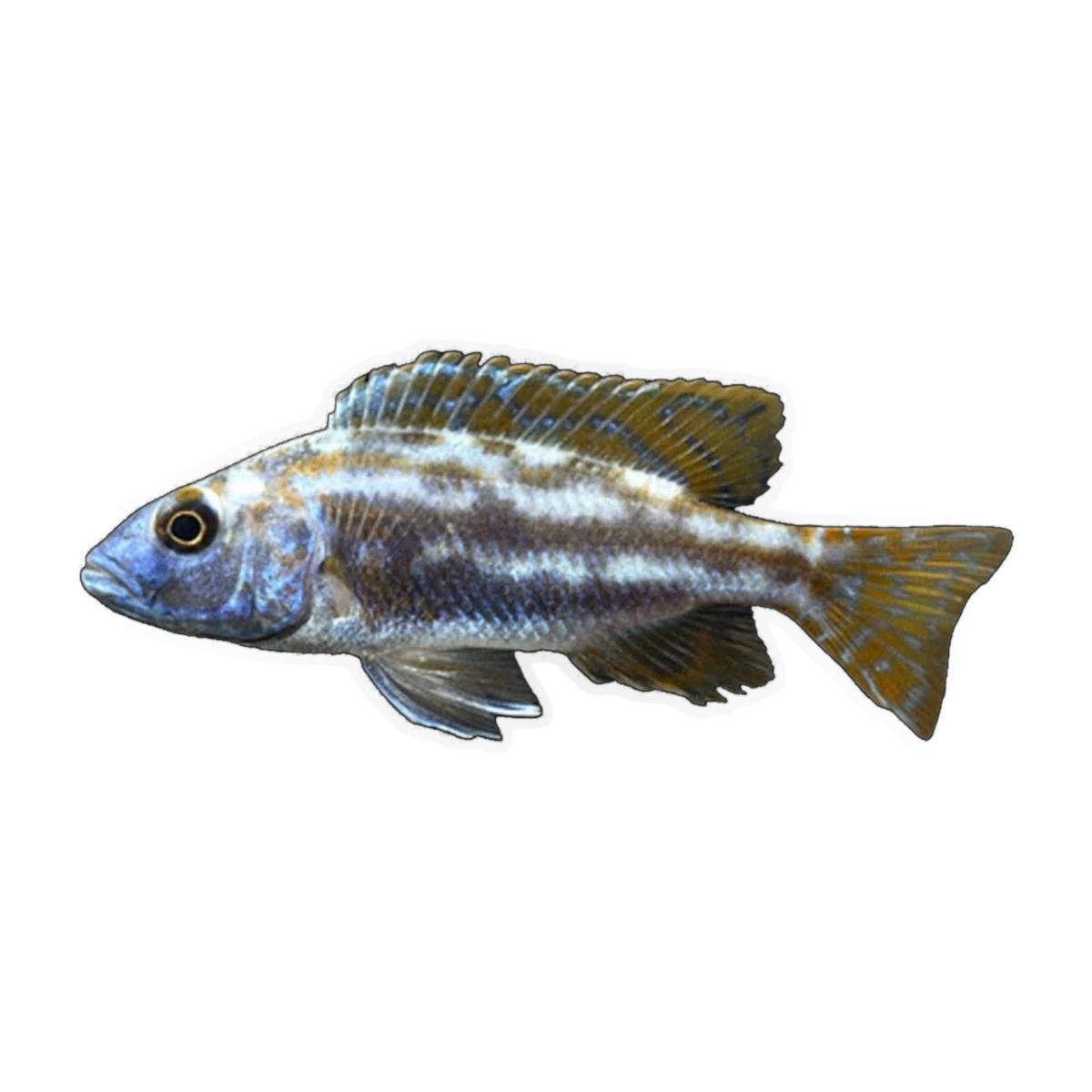 Fusco (Nimbochromis fuscotaeniatus), side profile facing right