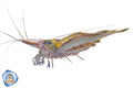 North QLD Algae Shrimp