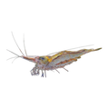 North QLD Algae Shrimp