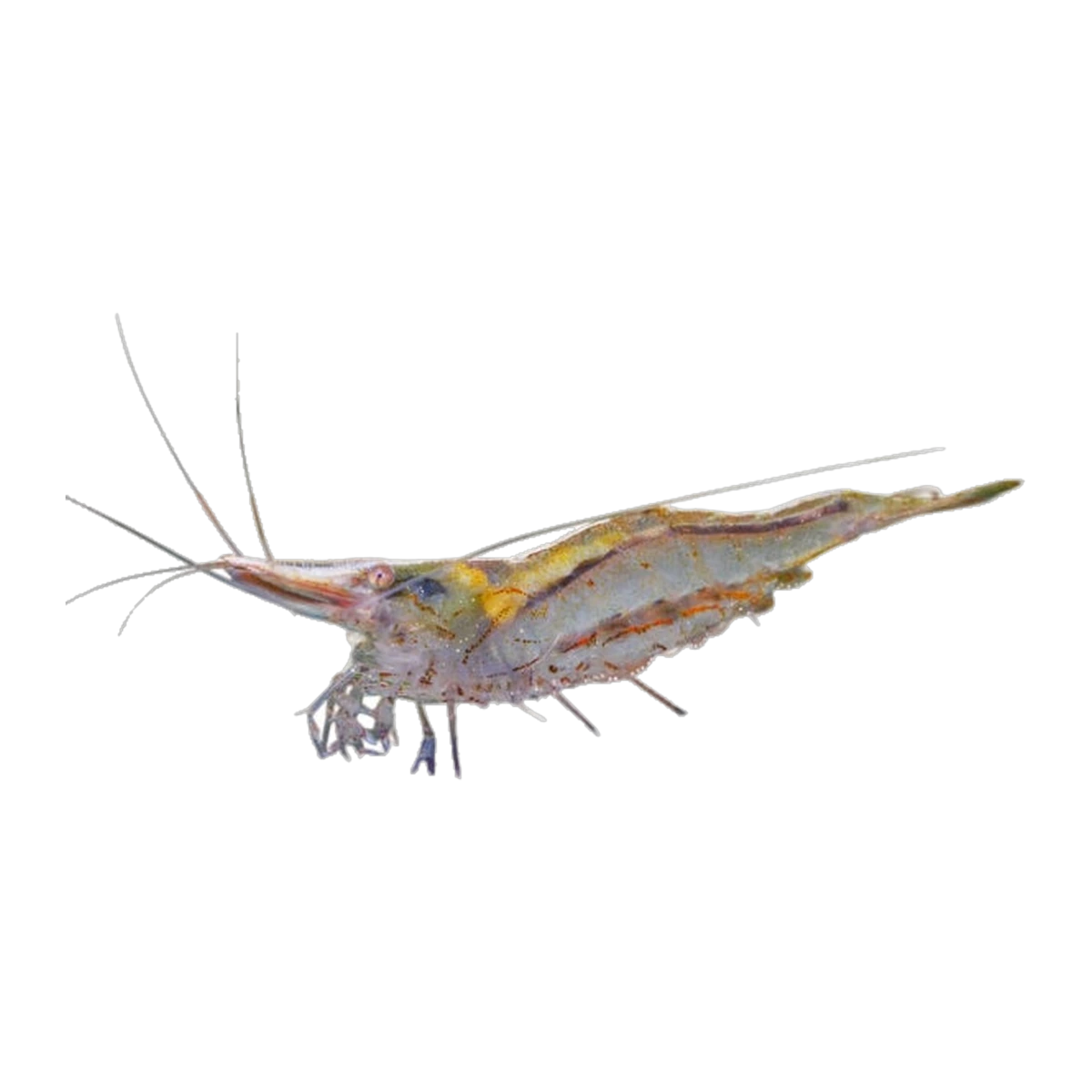 North QLD Algae Shrimp
