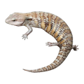 Northern Caramel White Blue Tongue Skink (Het T plus) | Tiliqua scincoides intermedia