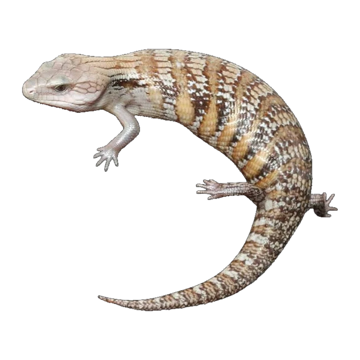 Northern Caramel White Blue Tongue Skink (Het T plus) | Tiliqua scincoides intermedia