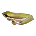 Northern Dwarf Tree Frog | Carichyla bicolor