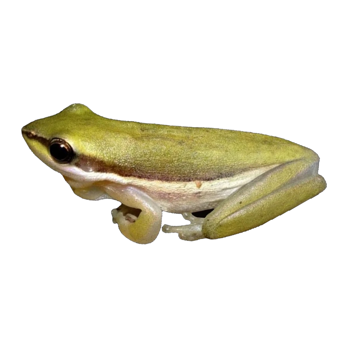Northern Dwarf Tree Frog | Carichyla bicolor
