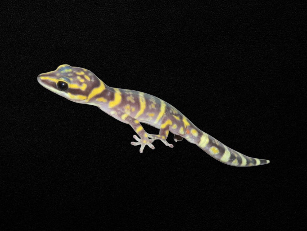 Northern Marbled Velvet Gecko | Oedura marmorata