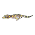 Northern Marbled Velvet Gecko | Oedura marmorata