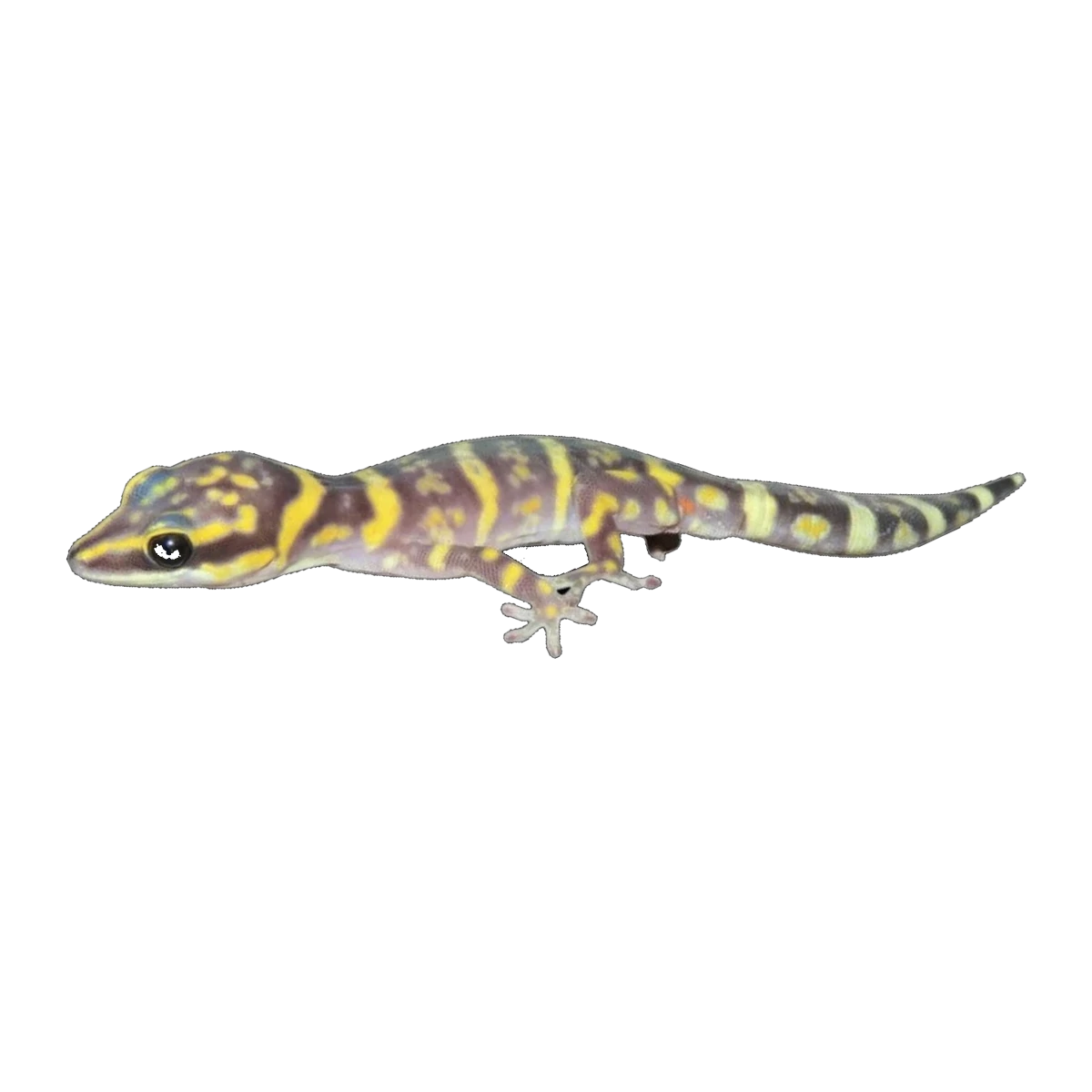 Northern Marbled Velvet Gecko | Oedura marmorata