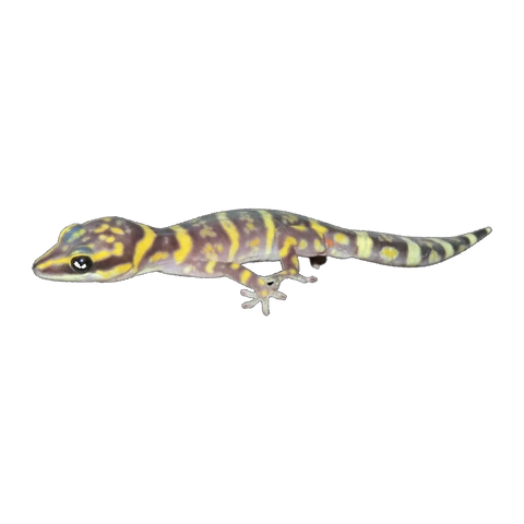 Northern Marbled Velvet Gecko | Oedura marmorata