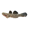 Northern Snubnose Goby (Pseudogobius aquilonius), side profile facing right