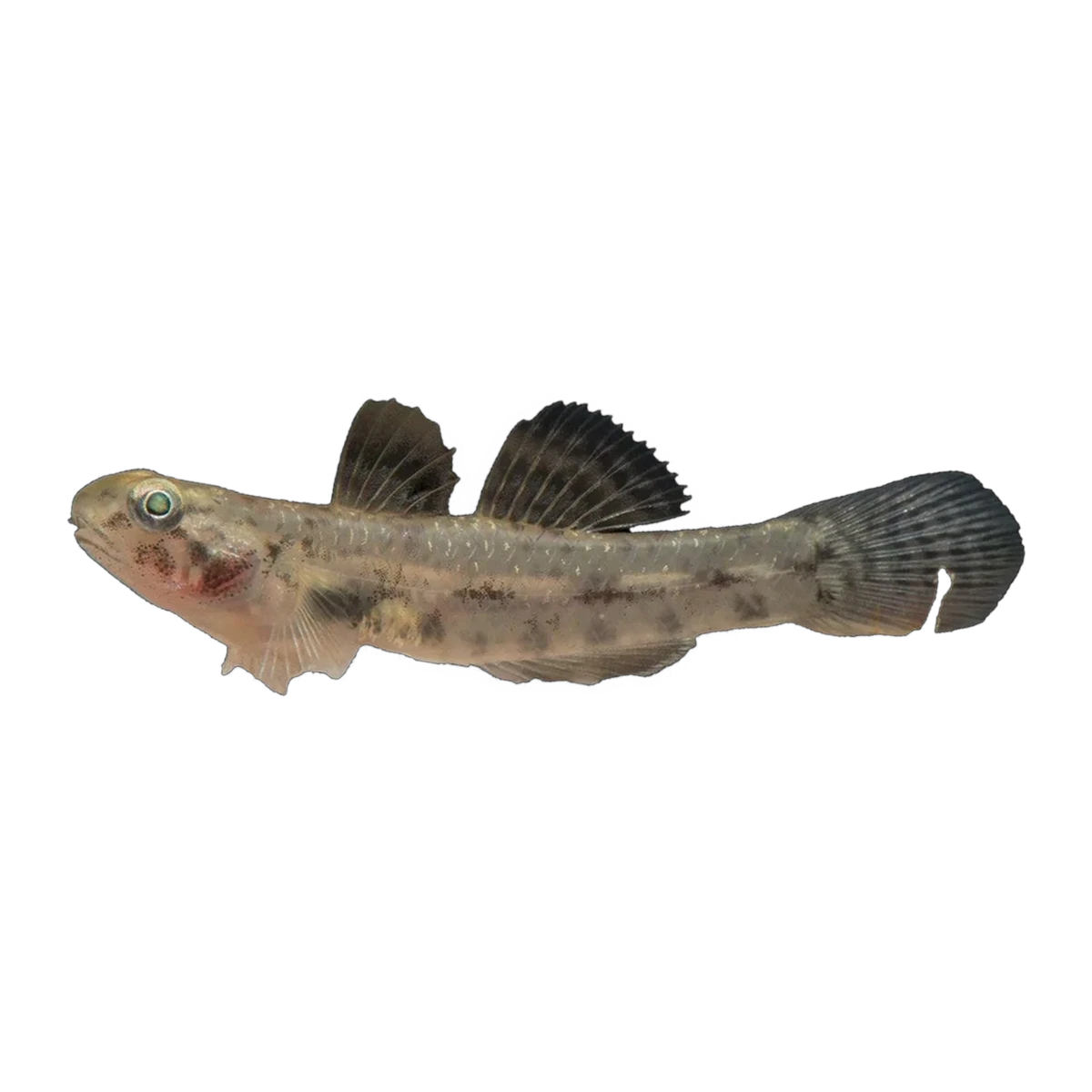 Northern Snubnose Goby (Pseudogobius aquilonius), side profile facing right
