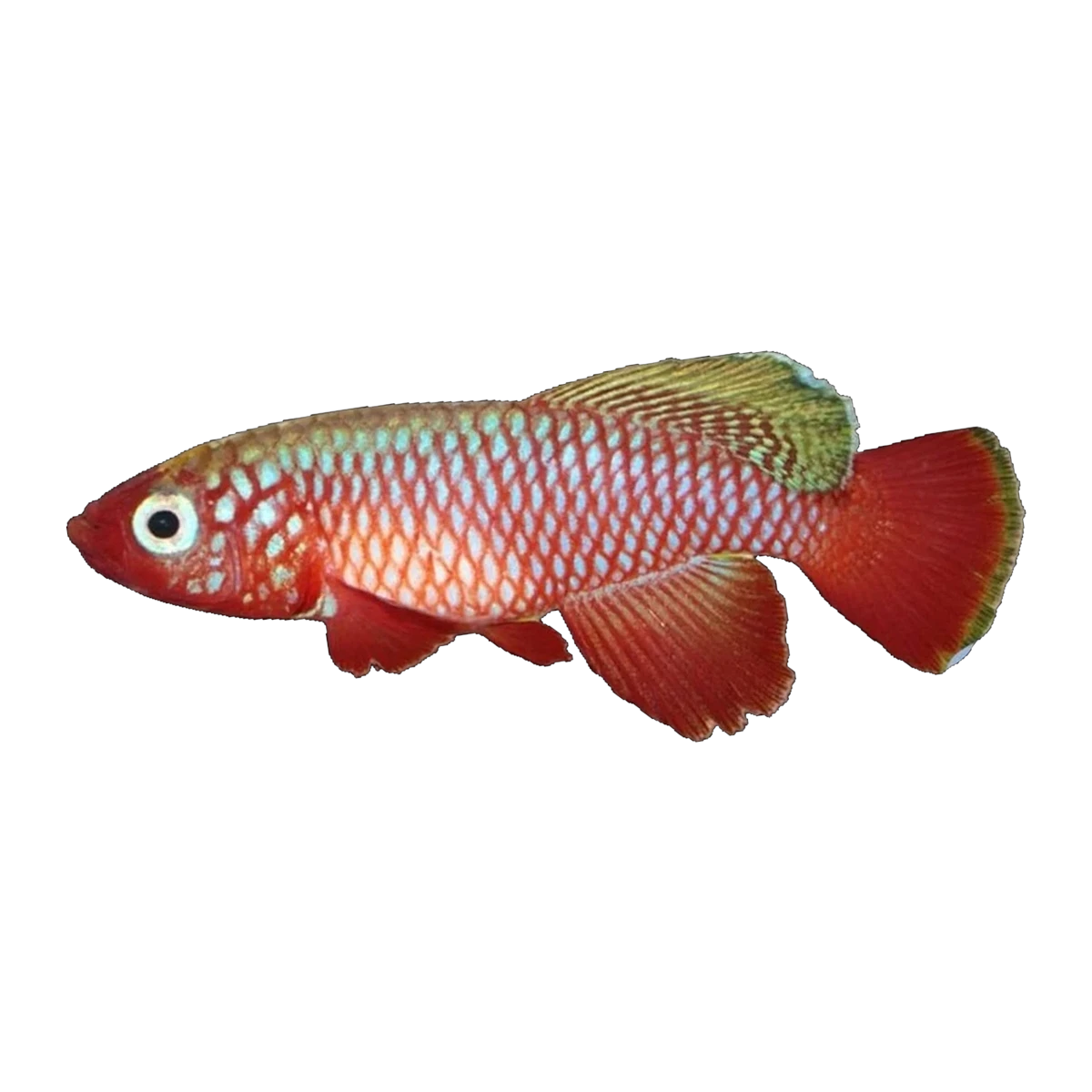 Nothobranchius Cardinalis