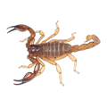 Nova Scorpion Female | Urodacus novaehollandiae