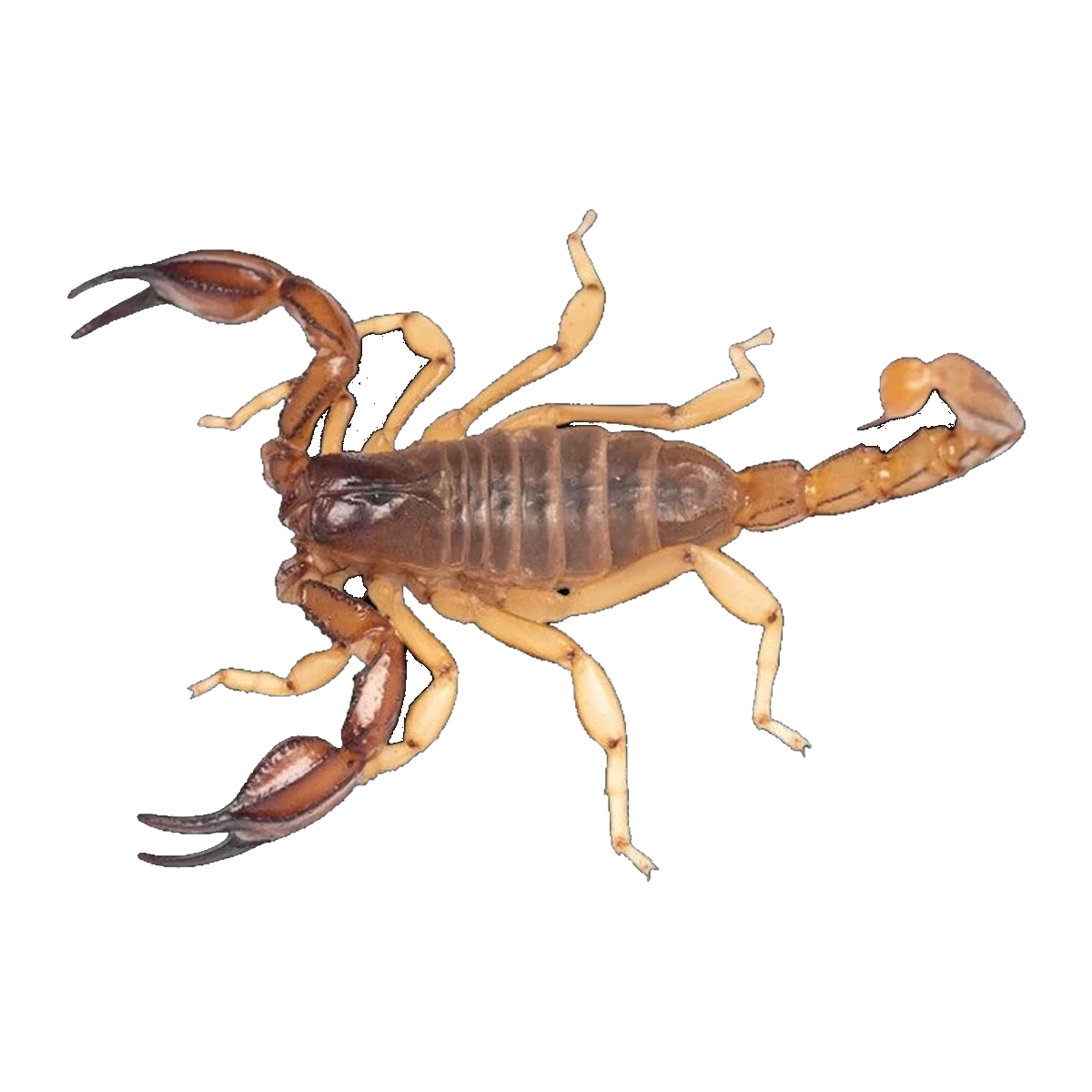 Nova Scorpion Male | Urodacus novaehollandiae