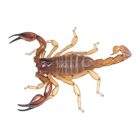 Nova Scorpion Male | Urodacus novaehollandiae