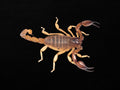 Nova Scorpion Male | Urodacus novaehollandiae