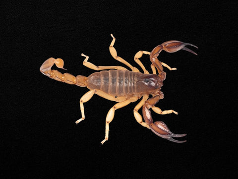 Nova Scorpion Female | Urodacus novaehollandiae