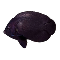 Nox Angelfish | Centropyge nox