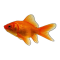 Nymph Goldfish