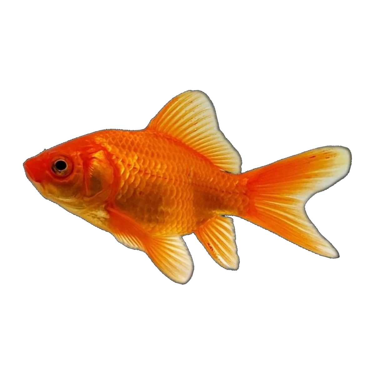 Nymph Goldfish