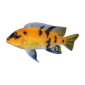 OB Zebra Cichlid (Maylandia sp. 'OB'), side profile facing right