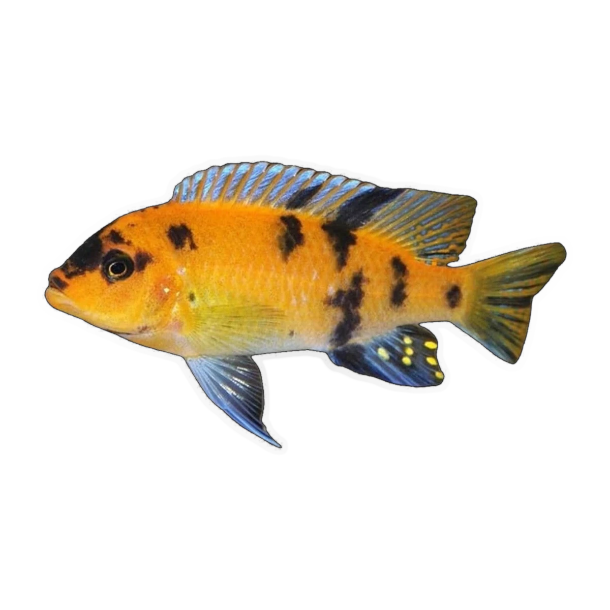 OB Zebra Cichlid (Maylandia sp. 'OB'), side profile facing right