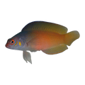 Oblique-Lined Dottyback | Cypho purpurascens