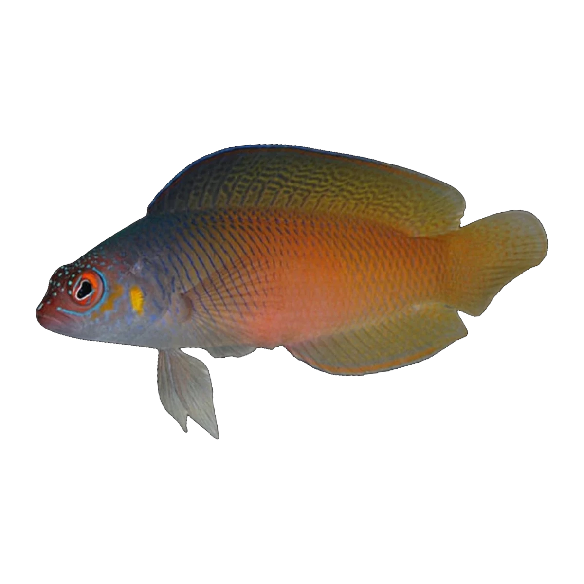 Oblique-Lined Dottyback | Cypho purpurascens