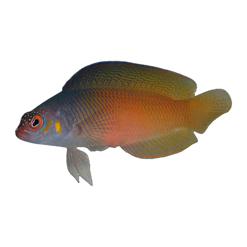 Oblique-Lined Dottyback | Cypho purpurascens