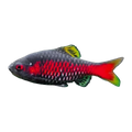 Odessa Barb