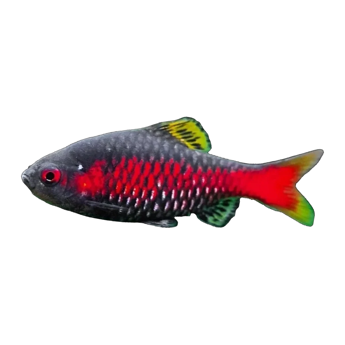 Odessa Barb