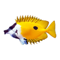 One Spot Foxface Rabbit Fish | Siganus unimaculatus