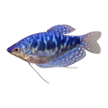 Opaline Gourami