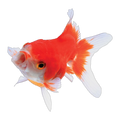 Oranda | Carassius auratus