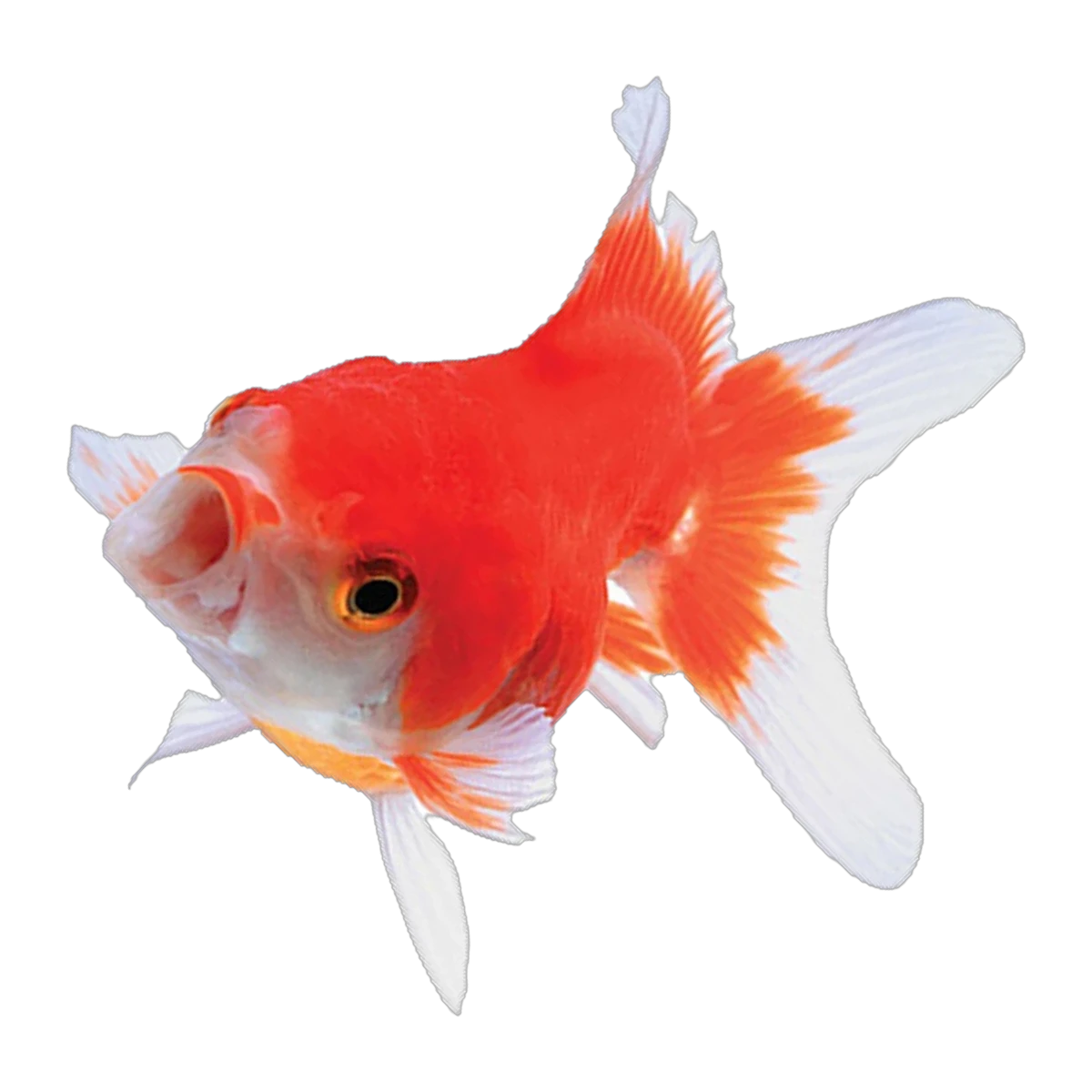 Oranda | Carassius auratus