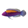 Orange Back Fairy Wrasse | Cirrhilabrus aurantidorsalis