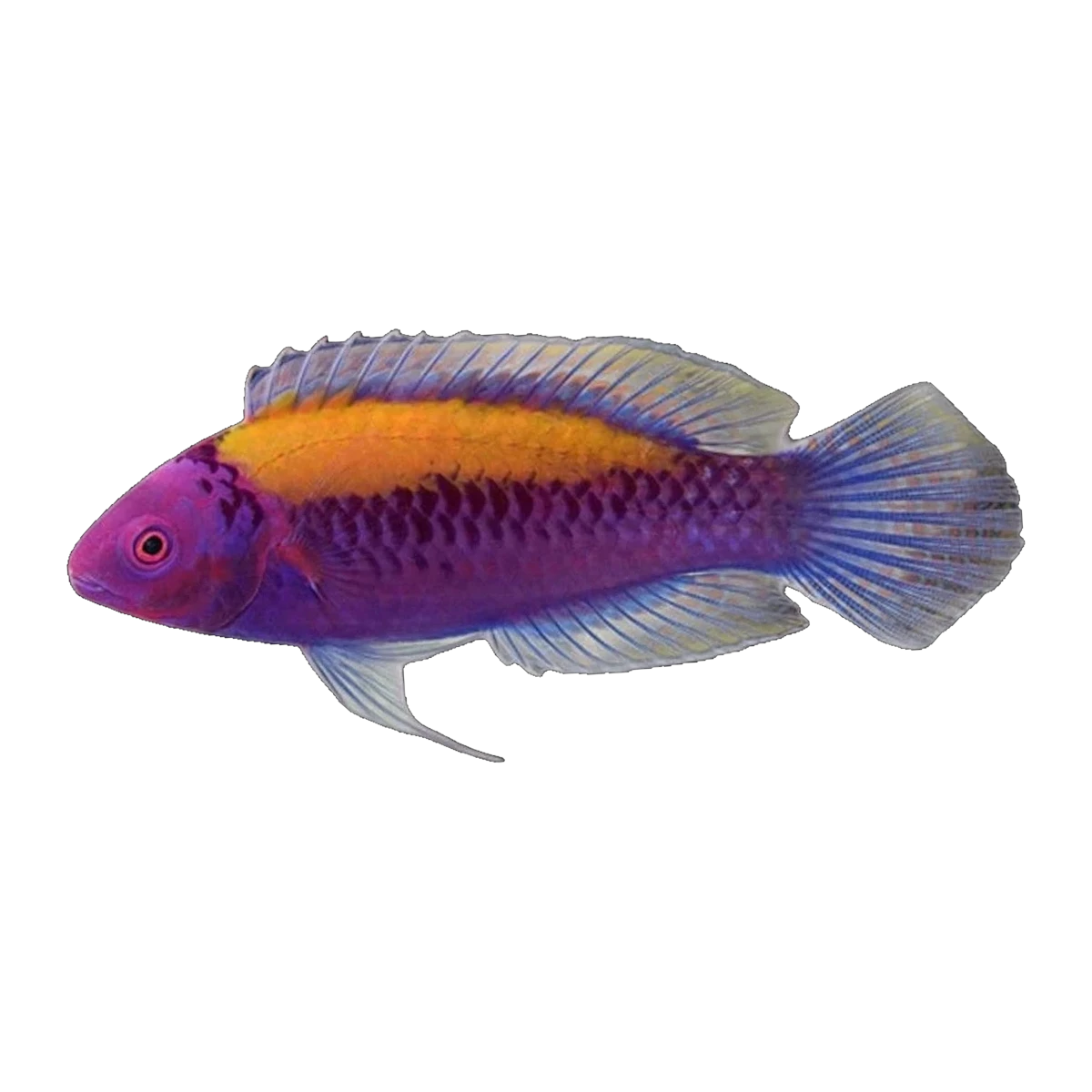 Orange Back Fairy Wrasse | Cirrhilabrus aurantidorsalis