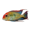 Orange Head Tapajo (Geophagus sp. 'Tapajos'), side profile facing right