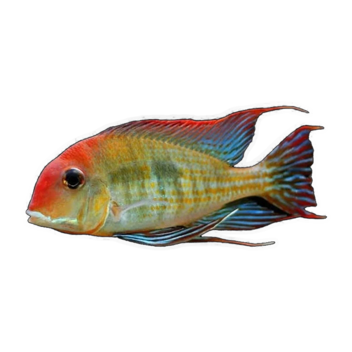 Orange Head Tapajo (Geophagus sp. 'Tapajos'), side profile facing right