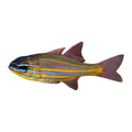 Orange-Lined Cardinalfish | Ostorhinchus properuptus