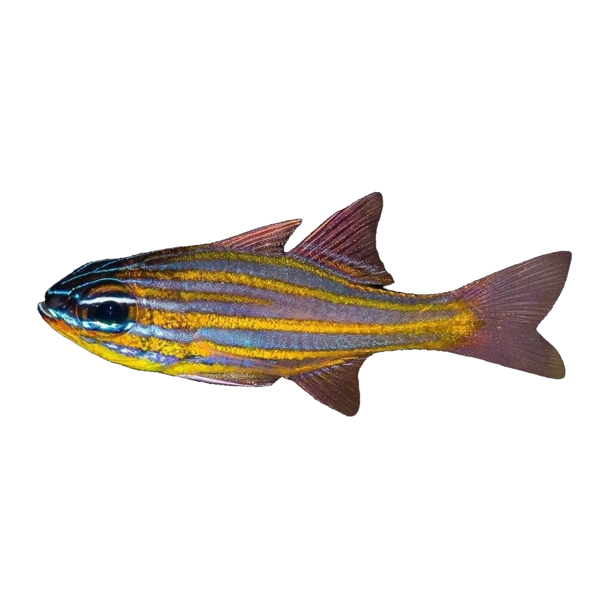 Orange-Lined Cardinalfish | Ostorhinchus properuptus