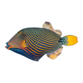 Orange-Lined Triggerfish | Balistapus undulatus