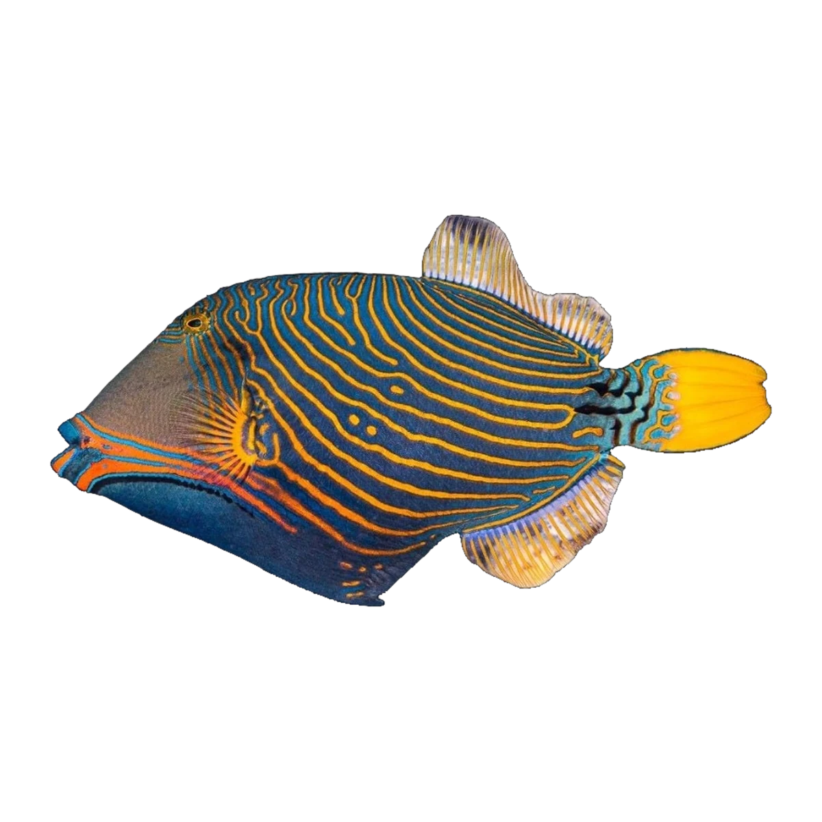 Orange-Lined Triggerfish | Balistapus undulatus