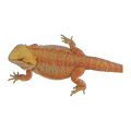 Orange Phase Bearded Dragon | Pogona vitticeps
