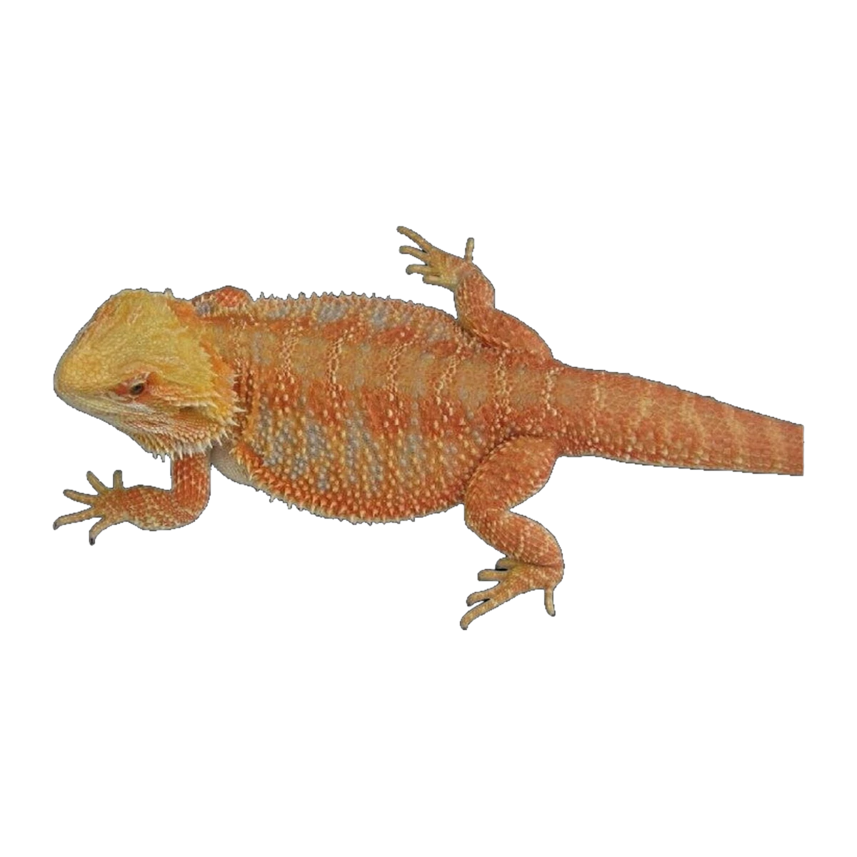 Orange Phase Bearded Dragon | Pogona vitticeps