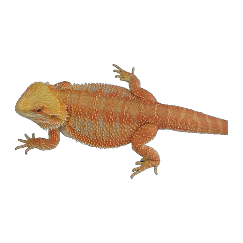 Orange Phase Bearded Dragon | Pogona vitticeps