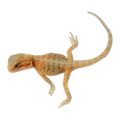 Orange Phase Hypo Trans Bearded Dragon | Pogona vitticeps