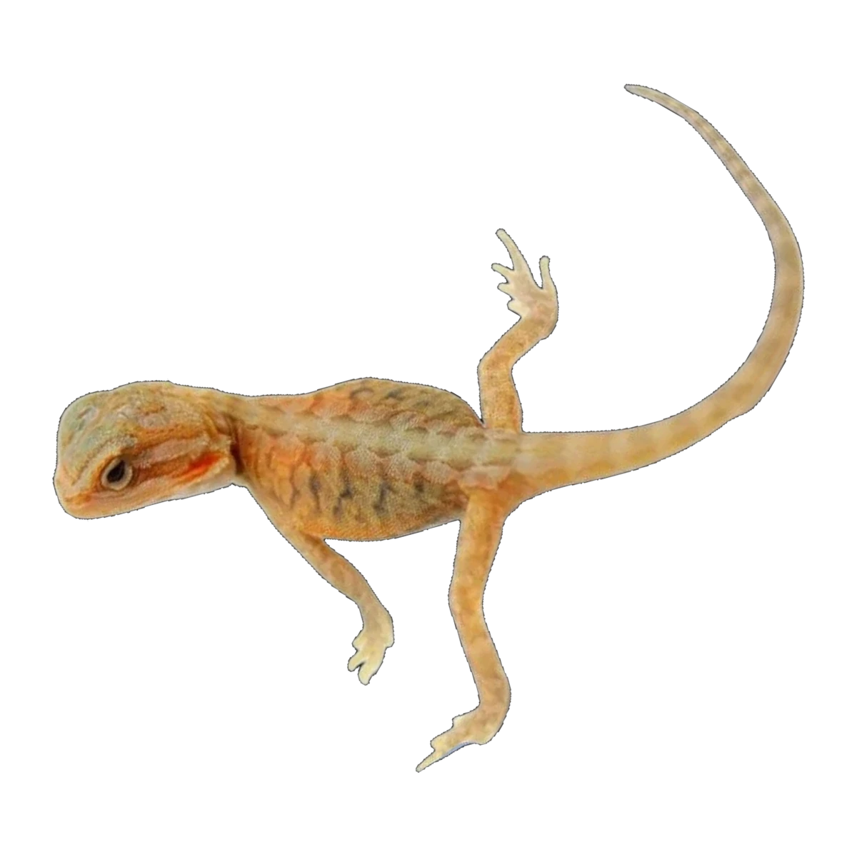 Orange Phase Hypo Trans Bearded Dragon | Pogona vitticeps